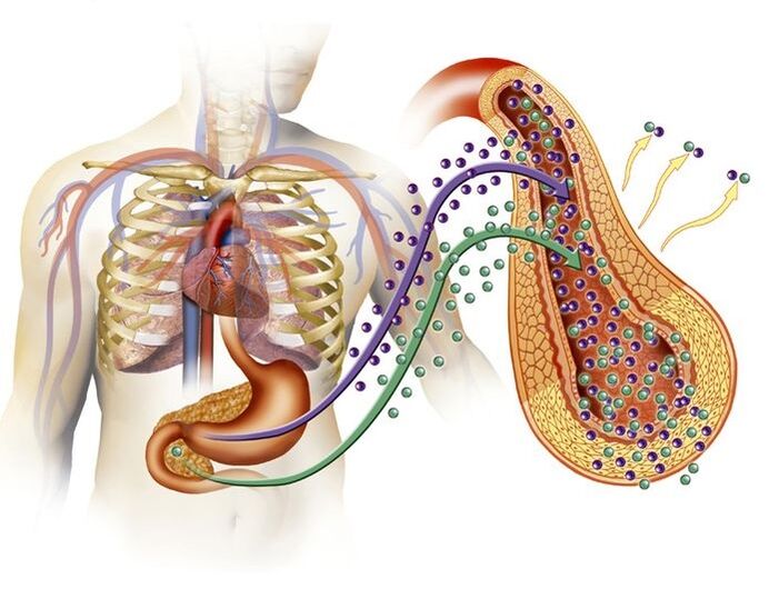 produción normal de insulina despois de tomar Glucoren